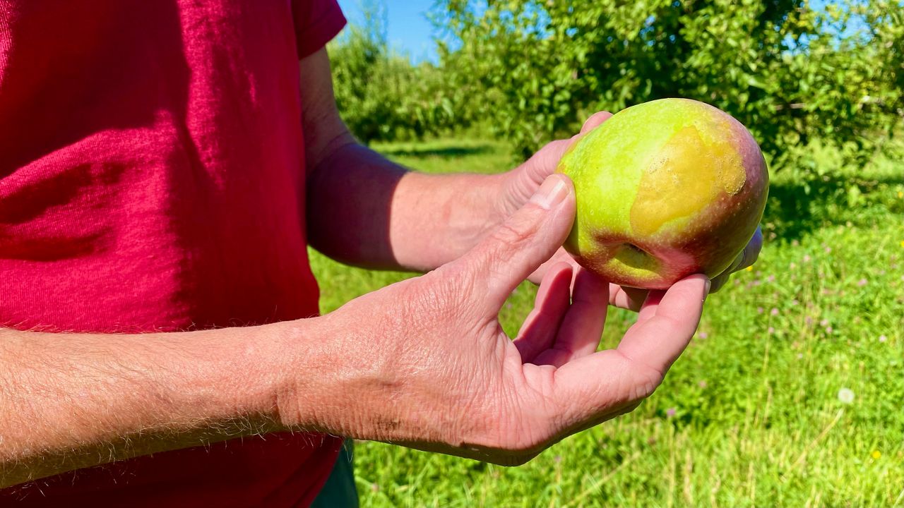May frost pausing apple picking at Brookfield Orchards